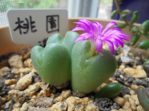 多肉植物・桃園