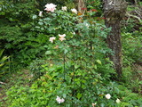 薔薇シリーズ