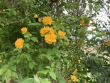 八重ヤマブキ