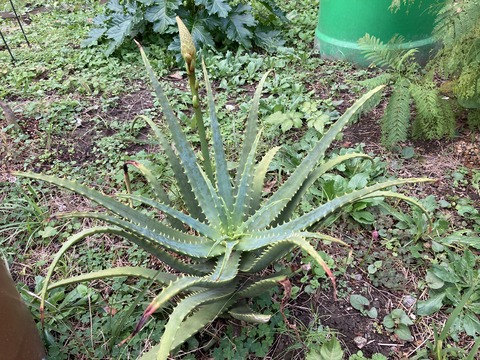 アロエ