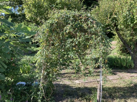 トケイソウのアーチ