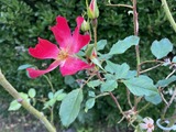 名残の薔薇