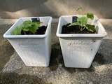植木鉢に植える