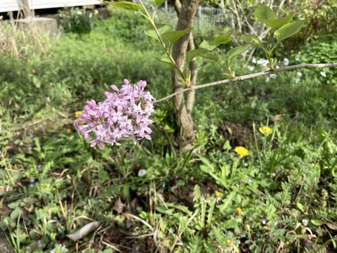 ライラックの花