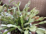 花芽
