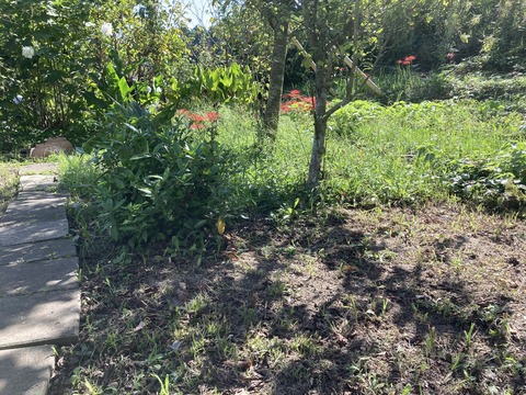 ヒガンバナの手前でストップ