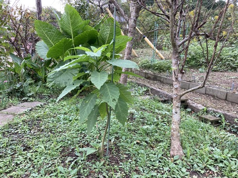 エンジェルトランペット