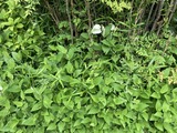 お化粧前