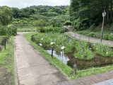 菖蒲がチラホラ
