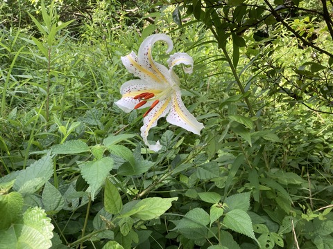 山百合が咲いた