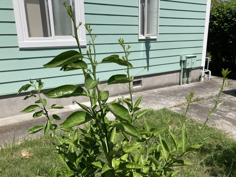 スダチの新芽だけ