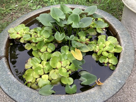 ホテイアオイとコウホネ