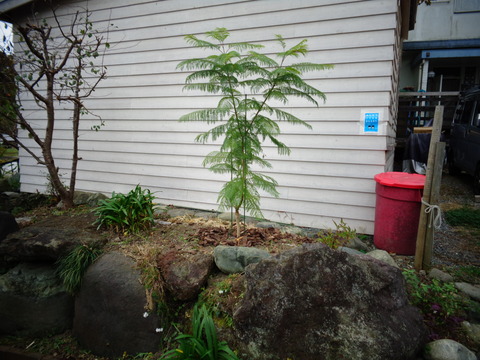 ジャカランタのある家