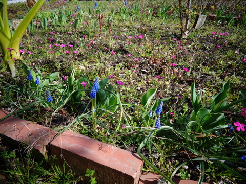 ムスカリとツルコザクラ