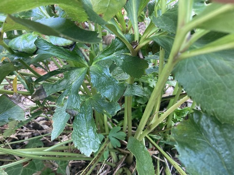 クリスマスローズ1号を覗いたら