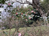 椿の
