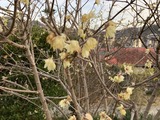 蝋梅