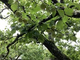 梅に木に未だ梅が