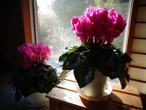 シクラメンの居場所