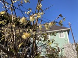 蝋梅