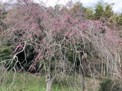 江戸彼岸枝垂れ桜