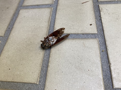 蝉の死骸