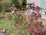 ハナミズキの紅葉