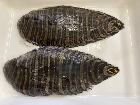 珍しいお魚