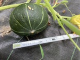 カボチャの成長