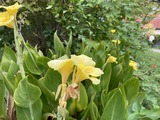 黄色のカンナ