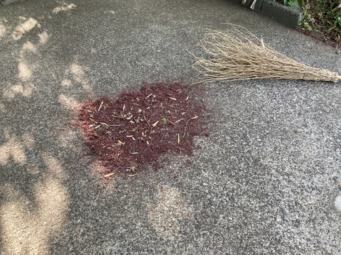 モミジの花しべ
