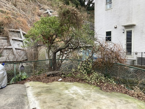 駐車場の木が伸びて