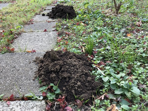 モグラの活動が活発に