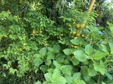 ヤマブキ