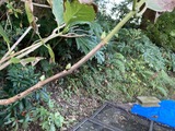 ガクアジサイの芽