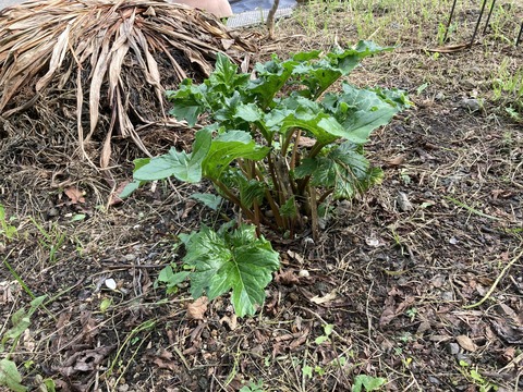 アカンサスが復活!