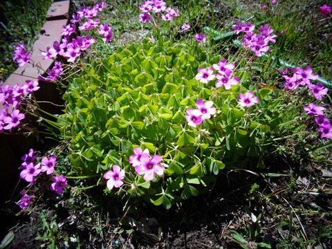 ツルコザクラ似