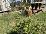 毛虫に食われたスダチ
