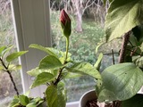 アブラムシがなくなった