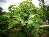 無花果の木