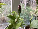 これから咲く花に
