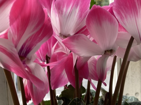シクラメンの花