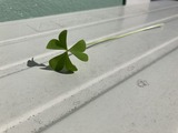 ムラサキカタバミの葉
