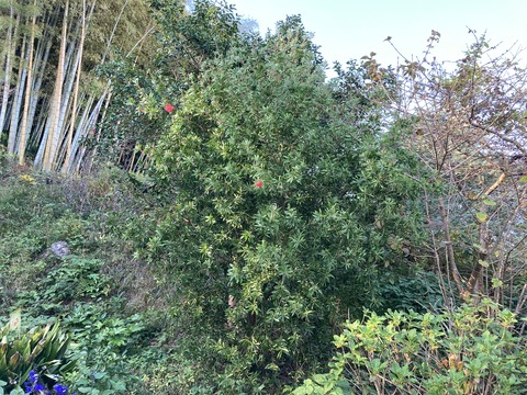 赤いブラシ２つ