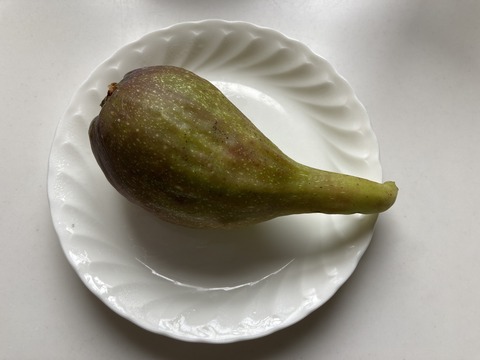 イチジク第一号