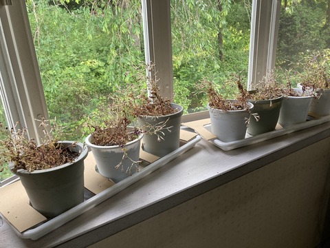 窓辺のツルコザクラ