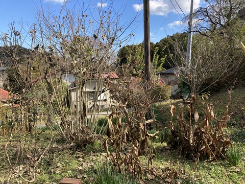 今年も大活躍のカンナ、酔芙蓉