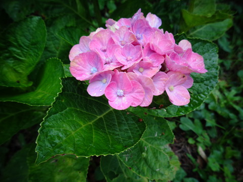 マジカルハイランディア