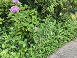 頑張る1本