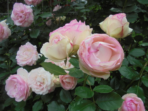 ピエール　ド　ロンサール